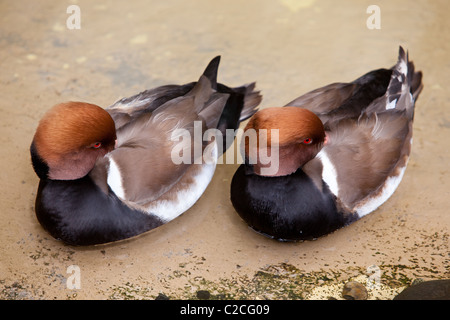 Zwei männliche Enten in einem Teich im Oregon Zoo in Portland, OR, USA rot-crested Tafelenten (Netta Rufina). Stockfoto