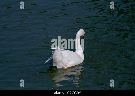 Hausente, Anas Platyrhynchos f Domestica schwimmen in einem Teich, Pune, Maharashtra, Indien. Stockfoto