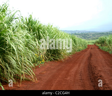 Eine rote Piste verschwindet in der Ferne in eine hawaiianische, Feld des Zuckerrohrs. Stockfoto