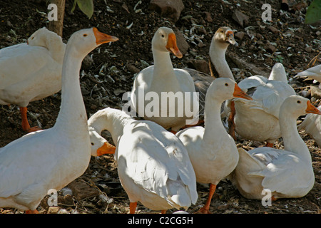 Hausenten, Anas Platyrhynchos f Domestica in der Nähe von einem Teich, Pune, Maharashtra, Indien Stockfoto