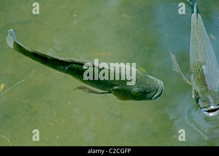 Blaue Kurper, Mosambik Tilapia, Oreochromis Mossambicus Fische im Wasser Teich, Pune, Maharashtra, Indien Stockfoto