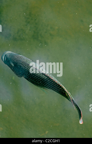 Blaue Kurper, Mosambik Tilapia, Oreochromis Mossambicus Fische im Wasser Teich, Pune, Maharashtra, Indien Stockfoto