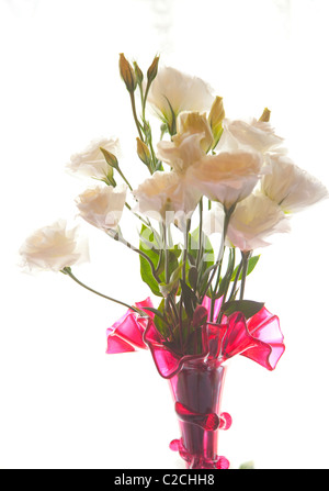 Weiße Lisianthus Blumen in einer vase Stockfoto