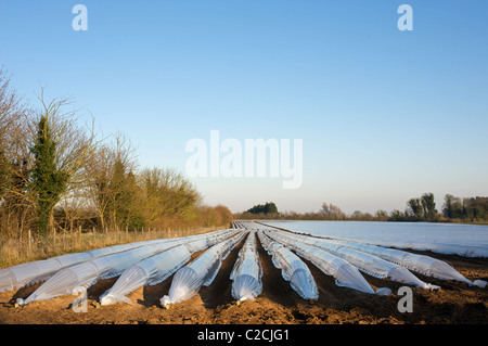 Spargel wächst unter Kunststoff Stockfoto