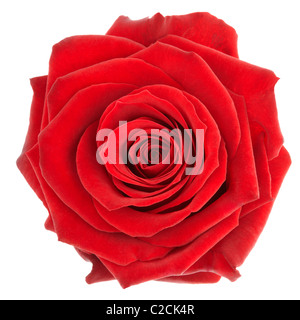 Rote rose Stockfoto