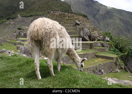 Profil von weißen Erwachsenen Lama Essen Grass in Machu Picchu Stockfoto