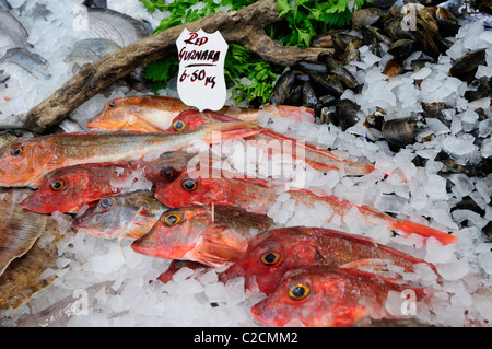 Roter Knurrhahn auf einem Fischhändler Stall an der Borough Market, Southwark, London, England, UK Stockfoto