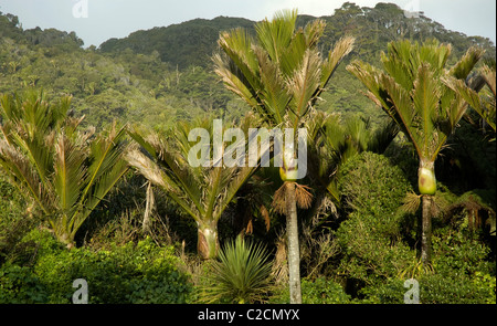 Pancake Rocks, Punakaiki, Paparoa National Park, West Coast, Südinsel, Neuseeland Stockfoto