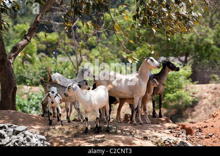 Eine kleine Herde von Ziegen im Schatten die Mittagssonne zu vermeiden. Indien. Asien Stockfoto