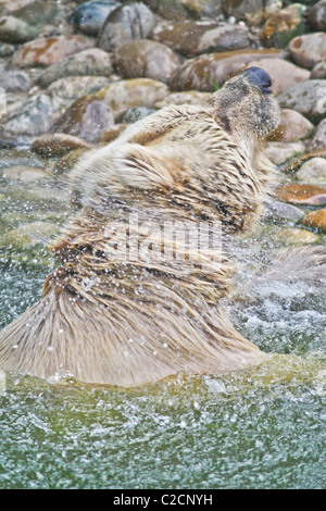 Ein Braunbär schüttelt sich kräftig zu trocknen, da es den See verlässt hatte Schwamm über. Stockfoto