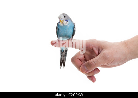 blauer Wellensittich Nahaufnahme Schuss Stockfoto