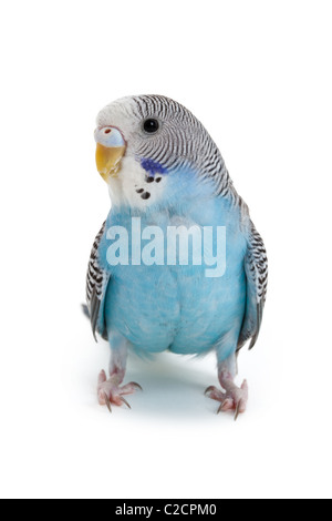 blauer Wellensittich Nahaufnahme Schuss Stockfoto