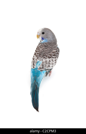 blauer Wellensittich Nahaufnahme Schuss Stockfoto