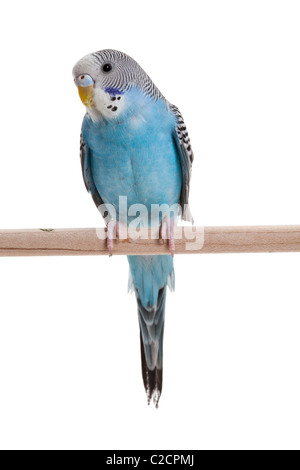 blauer Wellensittich Nahaufnahme Schuss Stockfoto