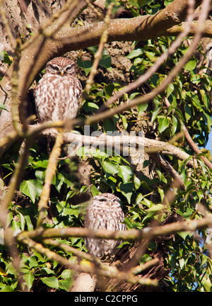 Paar kleine Eulen (Athene Noctua) thront in Ivy bedeckten Baum Stockfoto