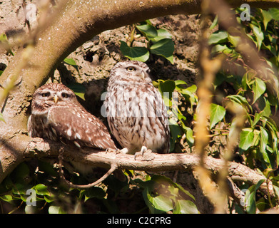 Paar kleine Eulen (Athene Noctua) thront die Nachmittagssonne genießen Stockfoto