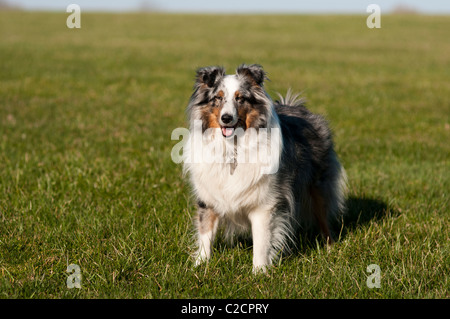 Porträt von Sheltie Hund. Stockfoto