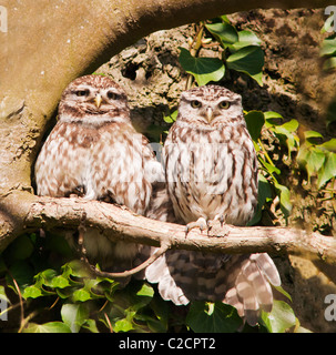 Paar zufriedene kleine Eulen (Athene Noctua) entspannen in der Sonne am Abend, beachten Sie das Männchen mit dem Flügel um seinen Kumpel. Stockfoto