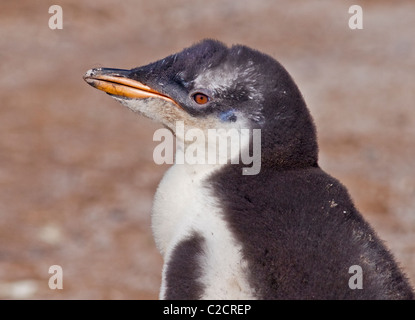 Gentoo Penguin (Pygoscelis Papua) Küken, Saunders Island, Falkland Stockfoto