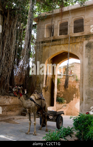 Ein Kamel auf Samode Palast, eine 600 Jahre alte 40 km nördlich von Jaipur, heute ein Heritage Hotel in Rajasthan, Indien Stockfoto