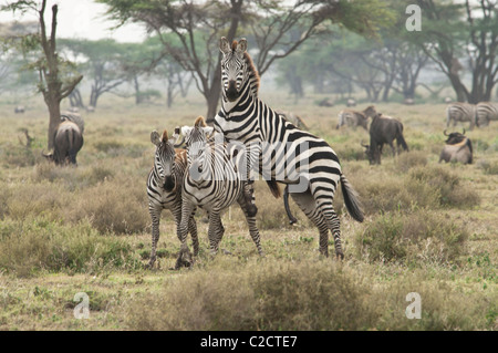 Stock Foto von einem Zebra-Hengst Zucht. Stockfoto