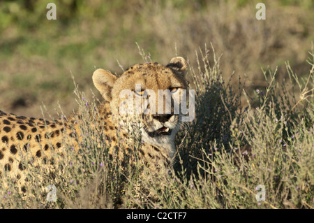 Stock Foto von einem Geparden auf der kurzen Grasebenen des Serengeti-Ökosystems zu sitzen. Stockfoto