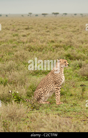 Stock Foto von einem Geparden auf der kurzen Grasebenen des Serengeti-Ökosystems zu sitzen. Stockfoto