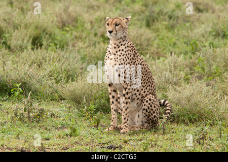Stock Foto von einem Geparden auf der kurzen Grasebenen des Serengeti-Ökosystems zu sitzen. Stockfoto