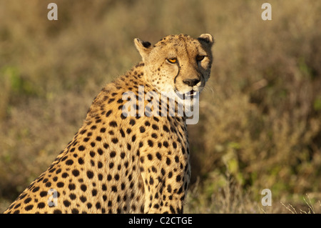 Stock Foto von einem Geparden auf der kurzen Grasebenen des Serengeti-Ökosystems zu sitzen. Stockfoto