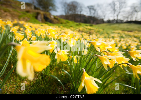 Wilde Narzissen (Narcissus Pseudonarcissus) wächst in der Nähe von Loughrigg Tarn, Ambleside, Lake District, Großbritannien. Stockfoto