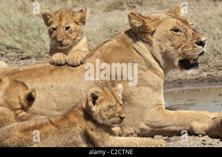 Stock Foto von ein Löwenjunges ruht auf seiner Mutter zurück. Stockfoto