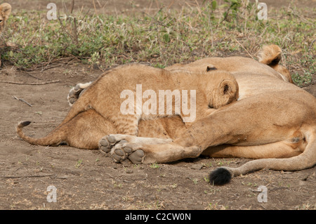 Stock Foto von Löwenbabys Krankenpflege. Stockfoto