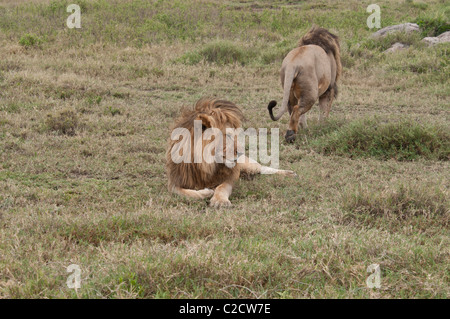 Stock Foto von zwei männlichen Löwen mit einem zu Fuß entfernt. Stockfoto