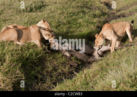 Stock Foto von Löwen Fütterung auf einem GNU-Kill in einem Graben. Stockfoto