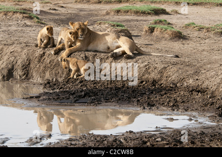 Stock Foto von einem Löwen und ihre drei jungen sitzen auf einem schlammigen Ufer. Stockfoto