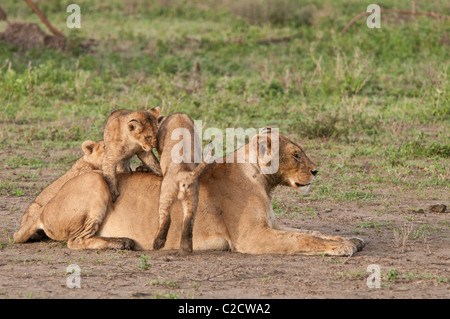 Stock Foto von drei Löwenbabys spielen auf ihre Mutter. Stockfoto