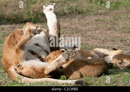 Stock Foto von Löwenbabys Krankenpflege. Stockfoto