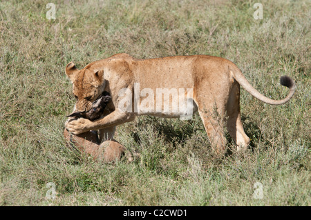 Stock Foto von einer Löwin eine GNU Kalb zu töten. Stockfoto