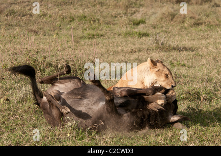 Stock Foto von einer Löwin Gnus zu Boden zu Ringen. Stockfoto