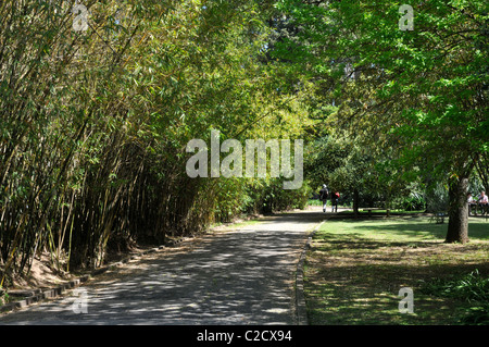 Bambus in Tropical Botanical Garden in Belém, Lissabon, Portugal. Stockfoto