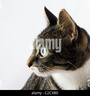 Porträt einer Katze Stockfoto