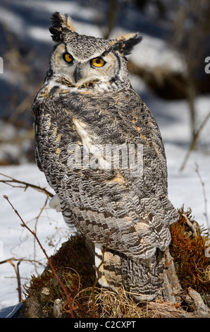 Große gehörnte Eule sitzt auf einem Baumstumpf in einem verschneiten Wald Nord Ontario Stockfoto