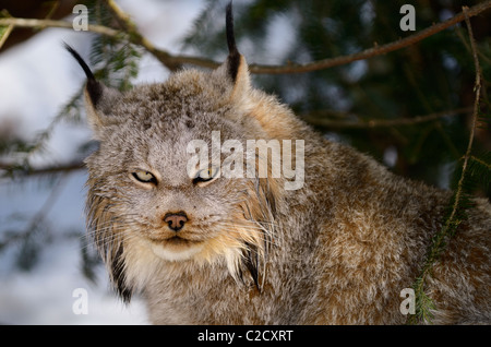 Nahaufnahme von ein sitzen unter einem immergrünen Baum in einem verschneiten Wald im Winter Muskoka nördlichen Ontario Kanada-Luchs Stockfoto