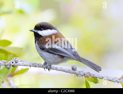 Ein kastanienhinterer Chickadee-Vogel - Poecile rufescens, auf einem Ast thront, vor einem verschwommenen Hintergrund abgebildet. Stockfoto