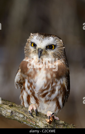 Kleine weibliche Nördliche sah wetzen Eule auf einem Ast in einem Wald im Winter aegolius acadicus Muskoka Nord Ontario Stockfoto