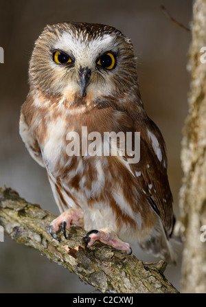 Weibliche nördliche sah wetzen Eule auf einem Ast in einem Wald im Winter aegolius acadicus Muskoka Nord Ontario Stockfoto