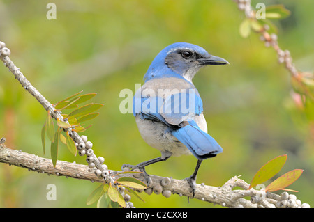 California Scrub-Jay (Aphelocoma californica), der auf einem Zweig mit Samenkapseln und grünem Hintergrund thront und hellblaues und graues Gefieder zeigt. Stockfoto