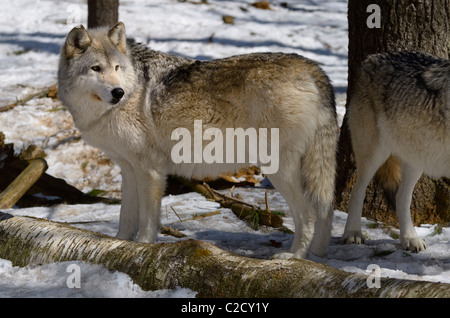 Weibliche grauer Wolf vor, die neben einem Mann in einem Nord Ontario Wald im Frühling mit Schnee Stockfoto