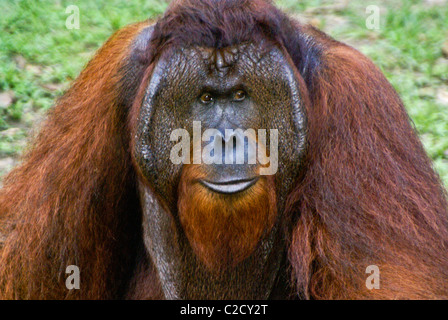 Männlichen Orang-Utan, Camp Leakey, Borneo, Indonesien Stockfoto