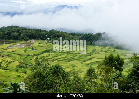 Reisterrassen bei Batutumonga, Tana Toraja, Süd-Sulawesi, Indonesien Stockfoto